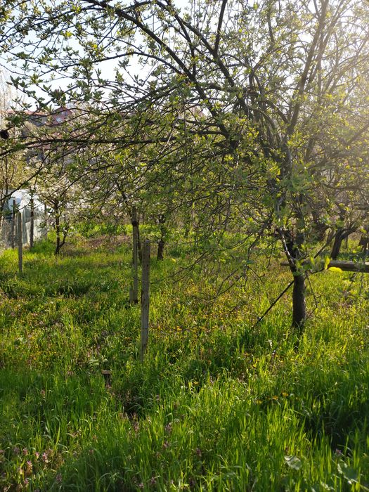Косене на трева, поддръжка и почистване на тревни площи !