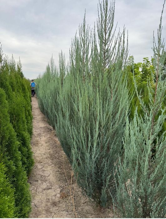 Саженцы көшеттер барлық түрі бар