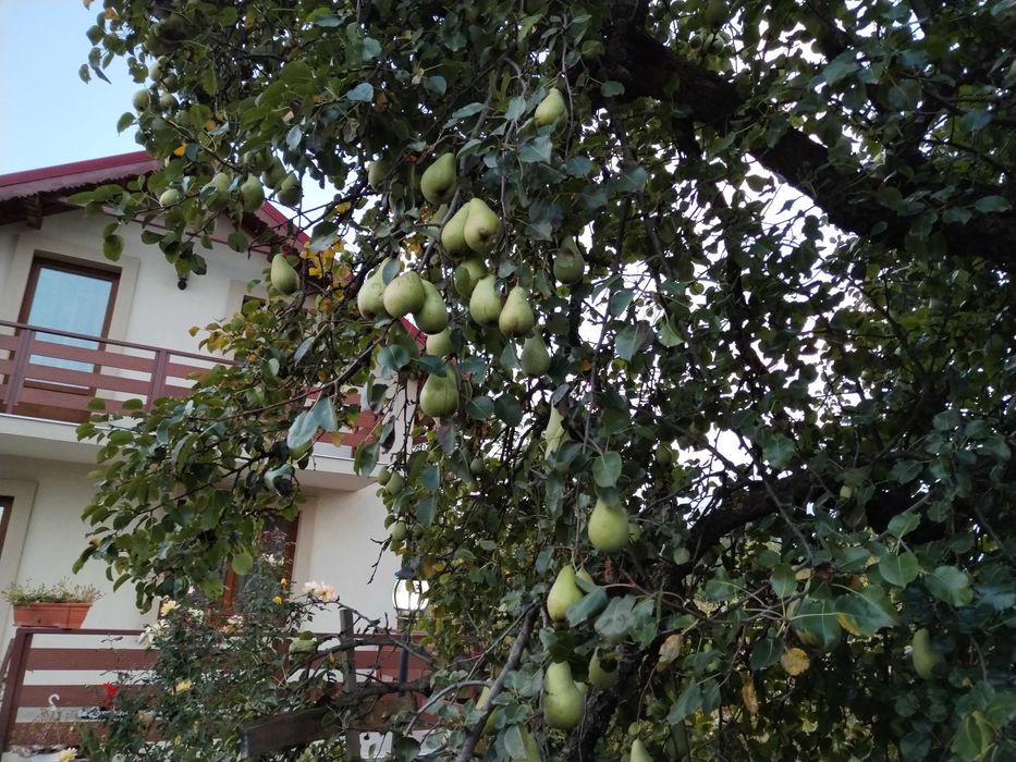 Mere și pere de vânzare în Magura