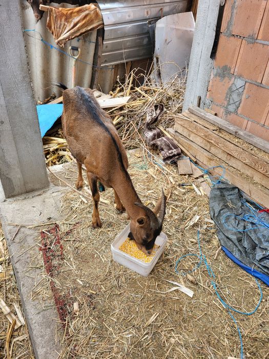 Capre/ țap alpin francez