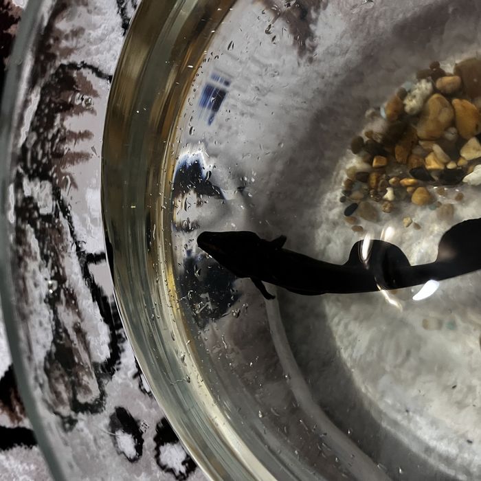 Продам рыбку черный нож