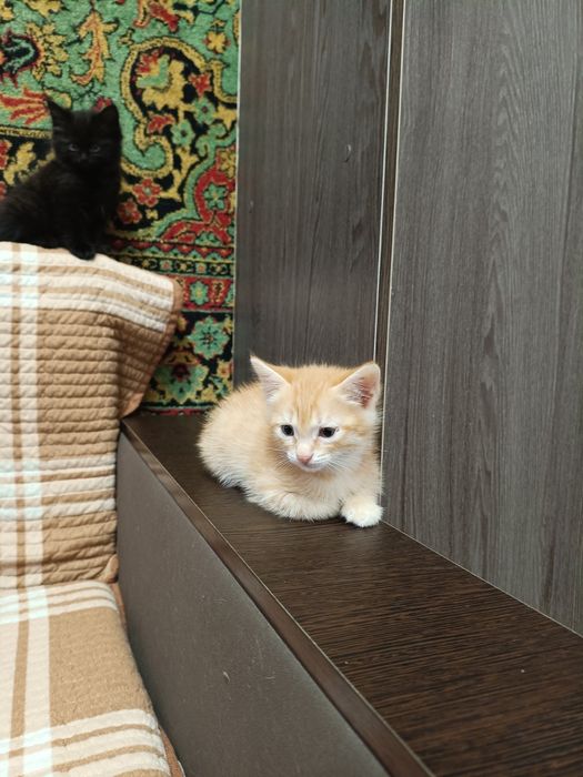 Котята найденыши