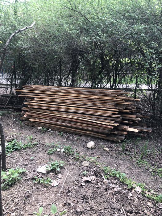 Половой агаш, страпила