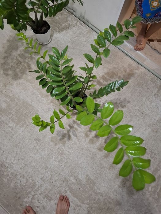 Замиоку́лькас долларовый