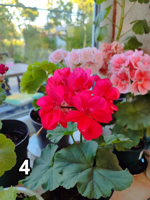 Мушкати, цветя за дома и градината.