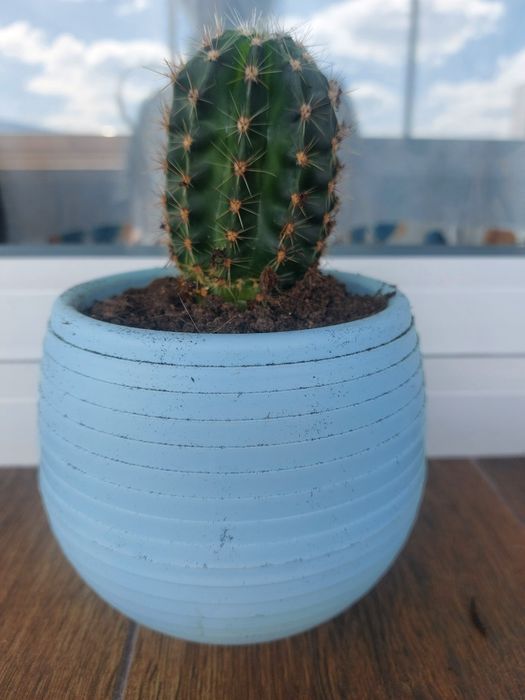 Малки кактуси (Echinopsis) лично предаване София Хиподрума