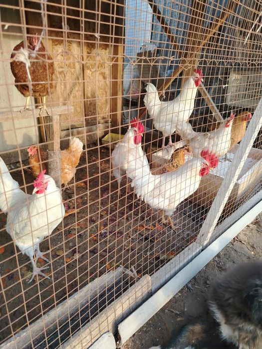 Қораздар сатылады