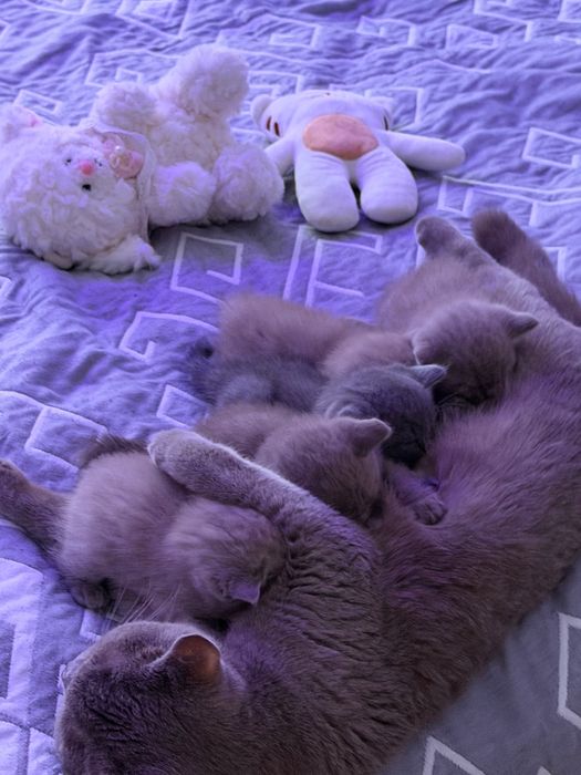 Британские котята