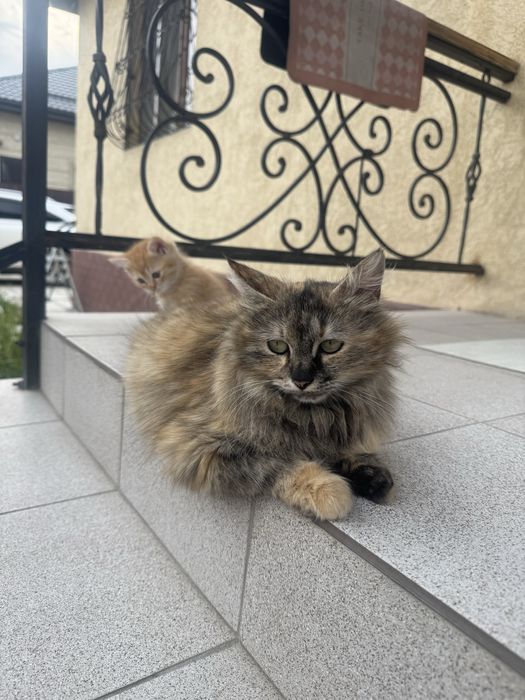 Сибирская Кошка с котенком