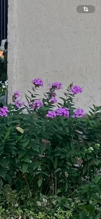 Флоксы многолетние