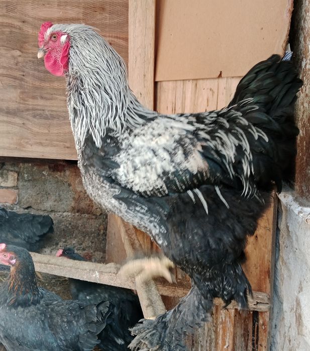 Хуроз Петух Брамма сотилади