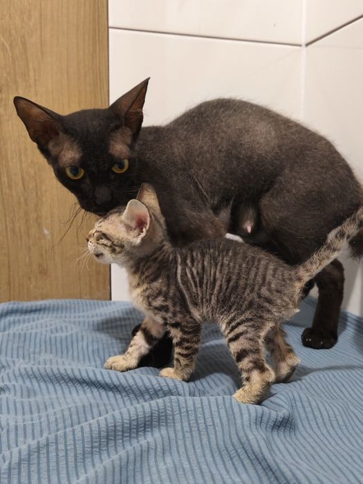 Продам Котят Сфинкса
