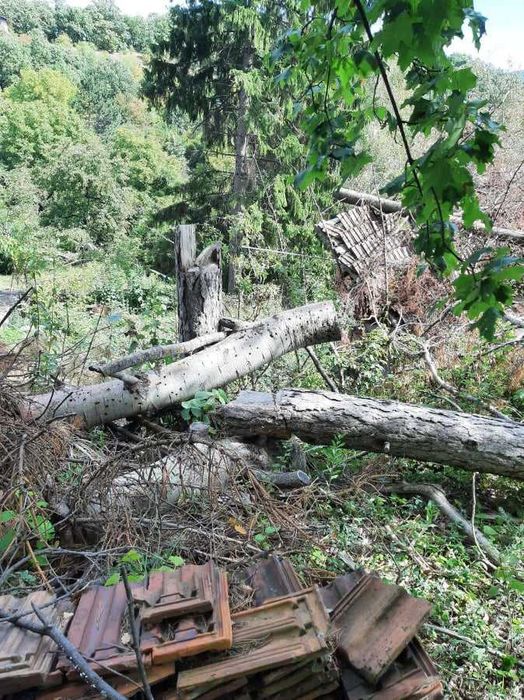 Борови трупи не окастрени, цена по договаряне