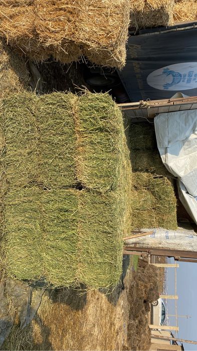 Жоңыршқа сабан шөп