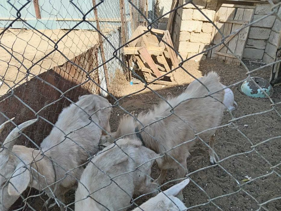 Екі ешкі лағымен сатылады