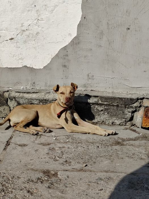 Продам Американского питбультейера!