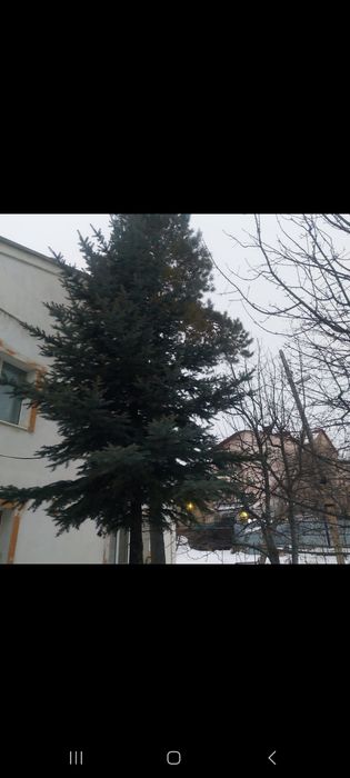 Продам ёлку ель продаю