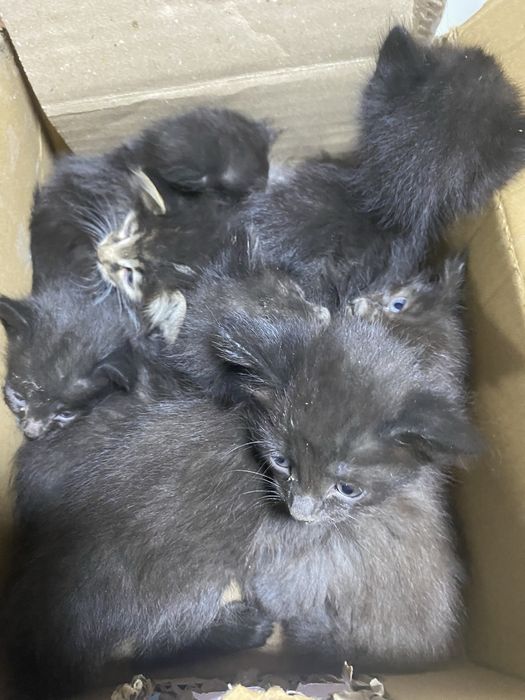 Отдам котят даром