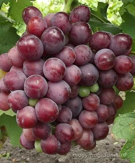 Саженцы плодовых с питомника