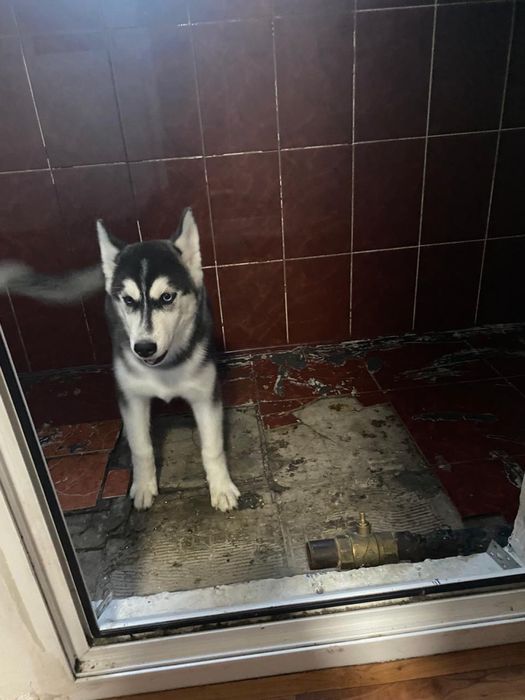 Продам хаски с документами