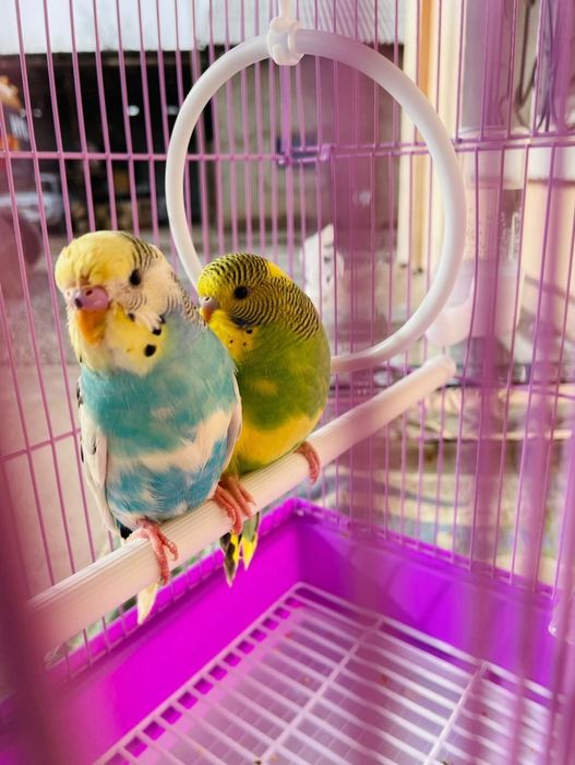 Попугай комплект с клеткой