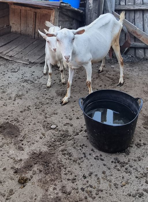 Iadă din capra  saanen