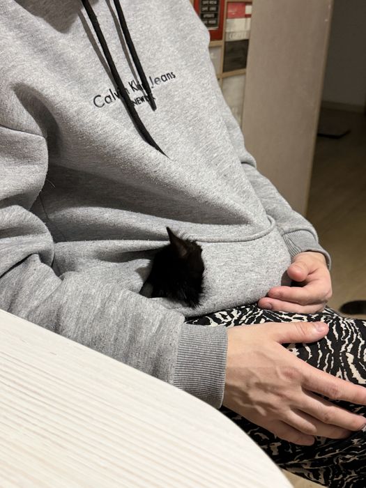 Котенок в добрые руки