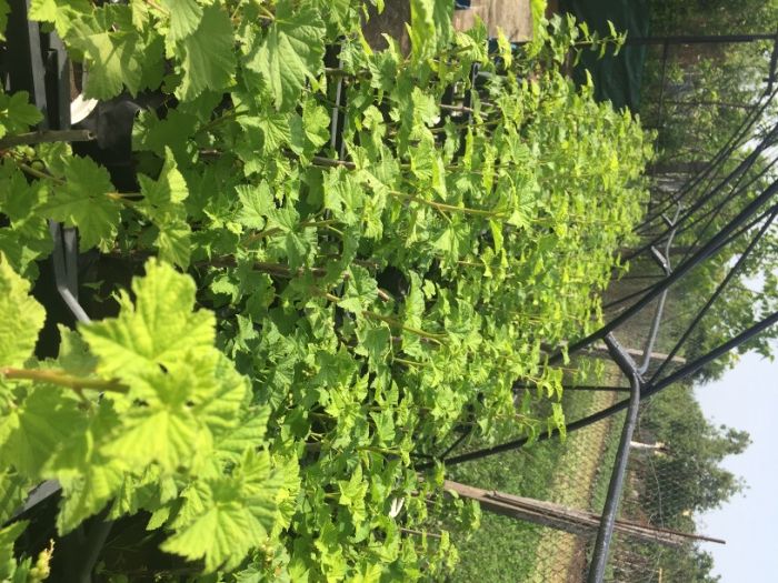 касис/червено френско грозде/ разсад