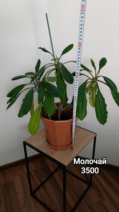 Комнатные растения разные