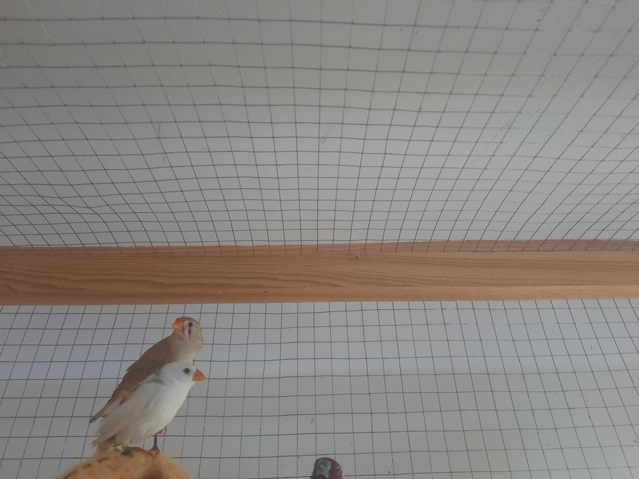 Экзотические птички