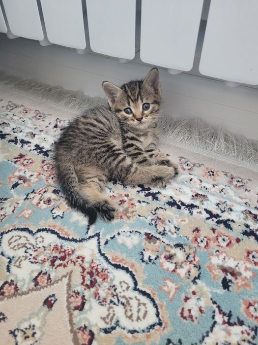 Продам британских котят