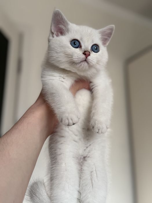 Шиншилловые котята