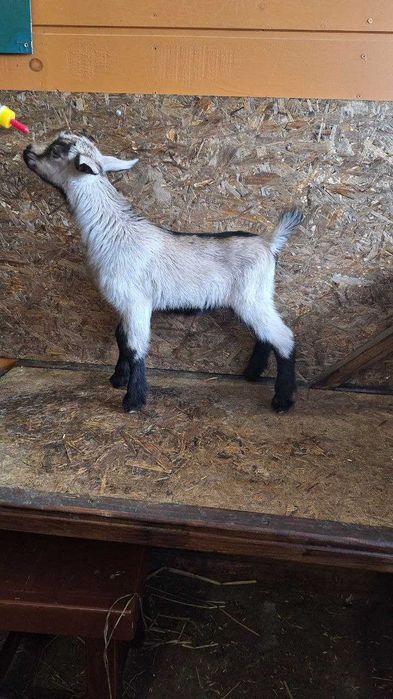 Козлята альпийской породы