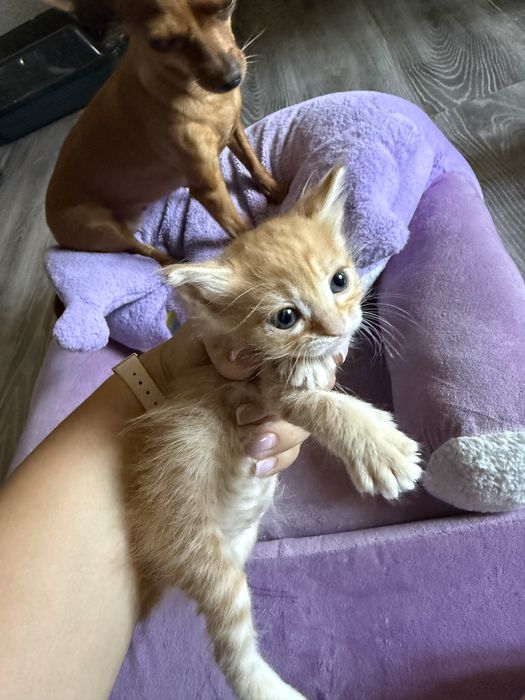 Продам котят в добрые руки