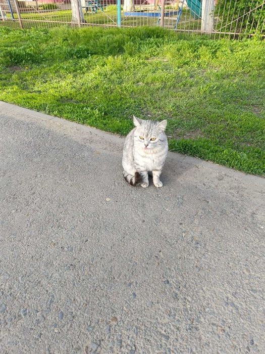 Ищем дом умному и ласковому котику