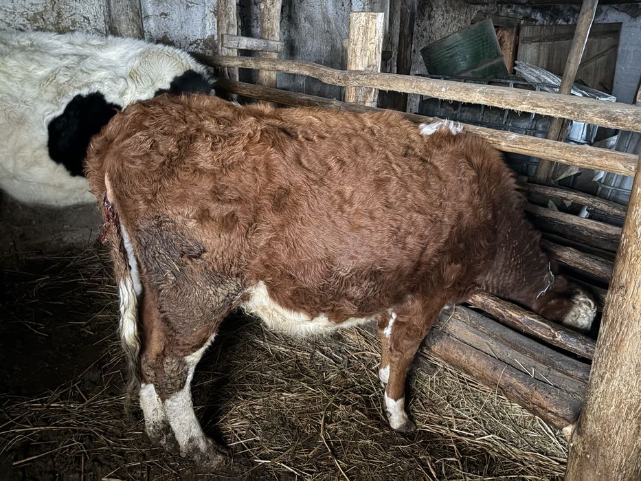 Корова на продажу