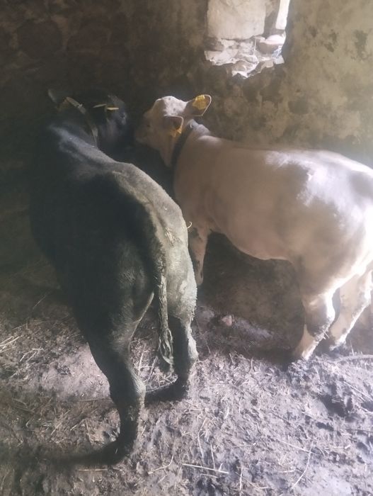 Doi vitei de vanzare