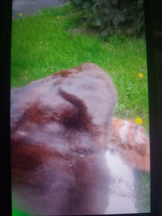 Căciuli tip palari damă