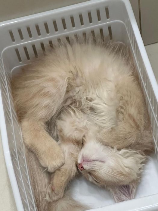 Котенок бесплатно в добрые руки