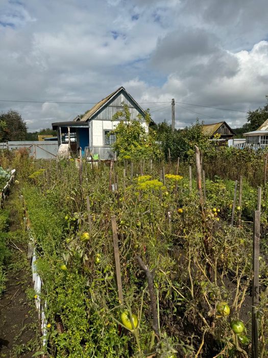 Дача                                  Борки.