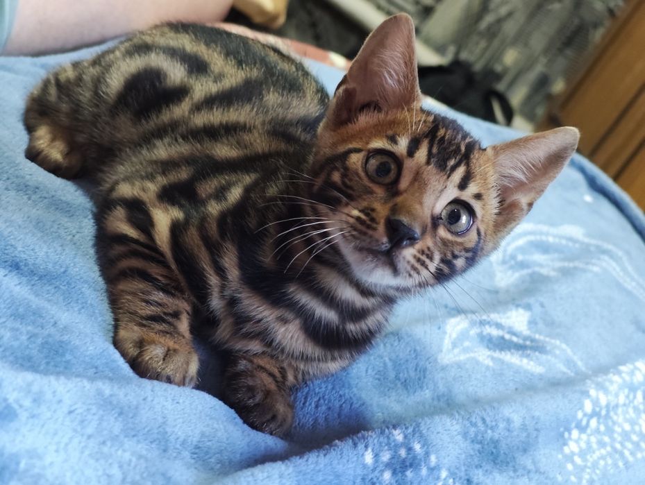Продаются бенгальские котята