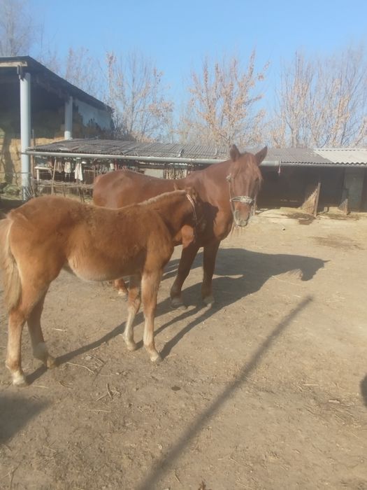 Жылқы сатылады. Сауылып тұр