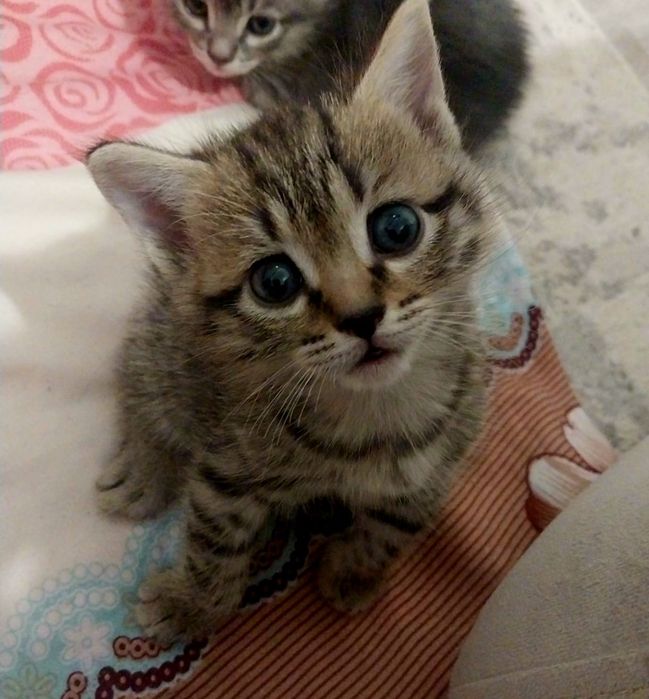 Отдам котят в хорошие руки