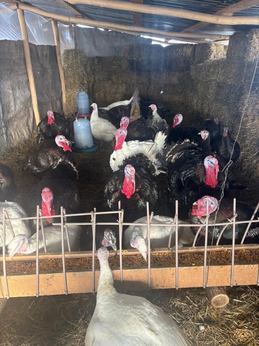 Vanzare pasari (curcani)