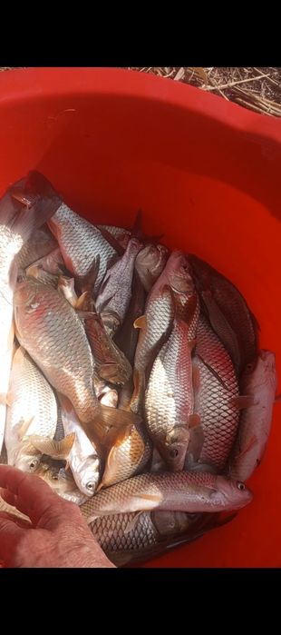 Балки бокадиган кулдан