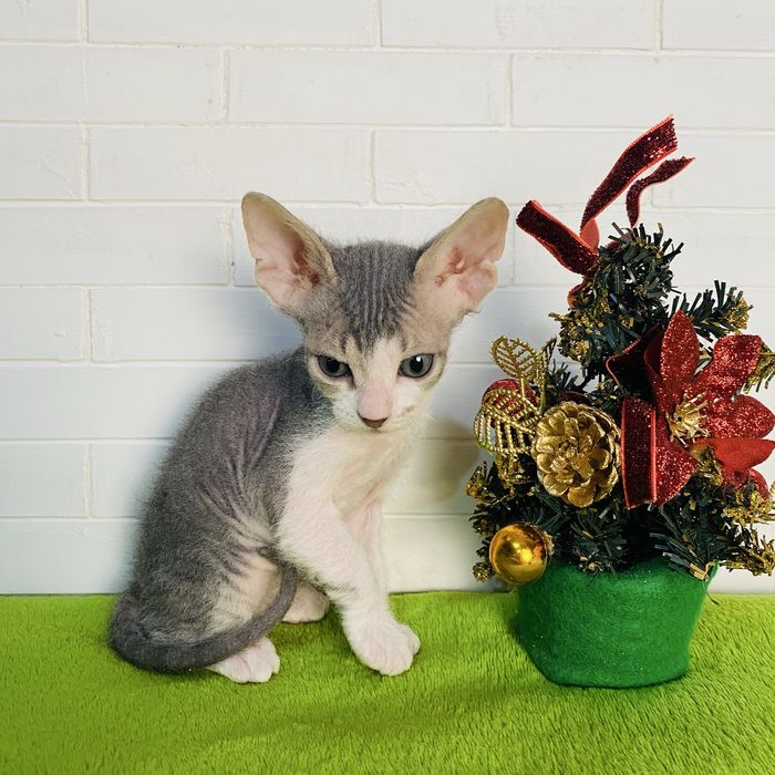 Новогоднее чудо Донской сфинкс