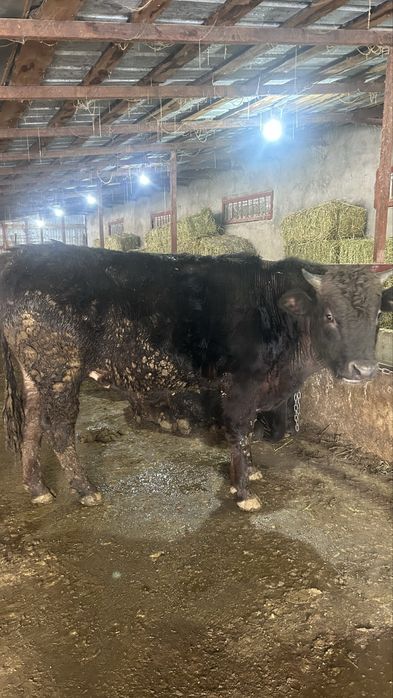 Бычок на откорме