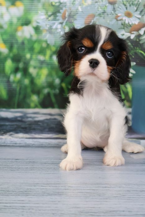 Кавалер кинг Чарльз спаниель девочка