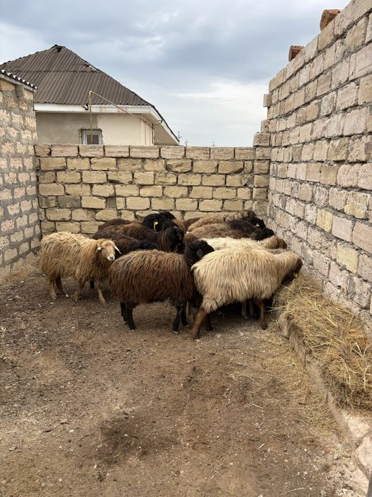 Сатылатын кой токтылар бар