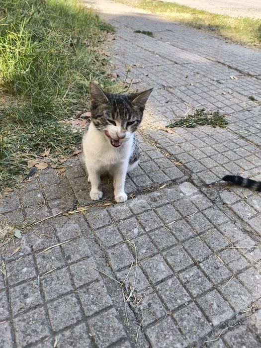 Подаряват се котенца !!